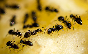 Ants Nests