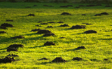 Specialist Mole Catching