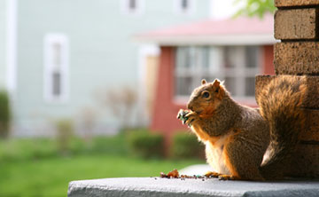 Rabbits, Squirrels or Foxes